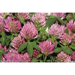 Red Clover tops 500g Image